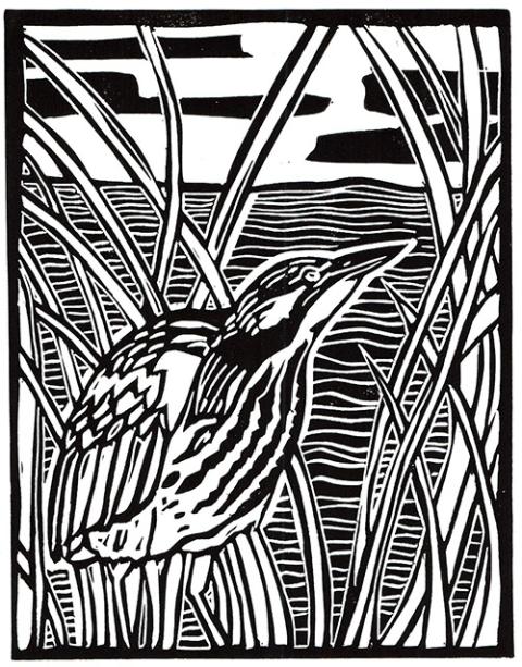 American Bittern, linocut print, ink and paper, 9x7 inches, 2022. By Sarah Fuller, an artist in Los Angeles. Her work can be found at sarahfullerart.com.