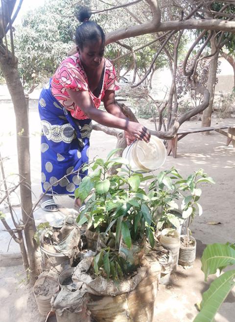 Grace Tembo has been educated about the dangers of using charcoal, and is preparing tree seedlings for planting at her homestead in Chongwe, Zambia. (Tawanda Karombo)