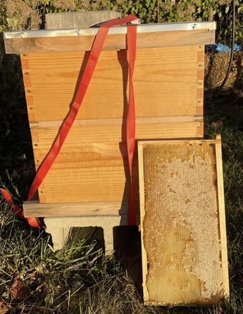 A frame of honeycomb awaits to return to its hive to feed the honeybees throughout the winter months. (Charlie X. Constance)
