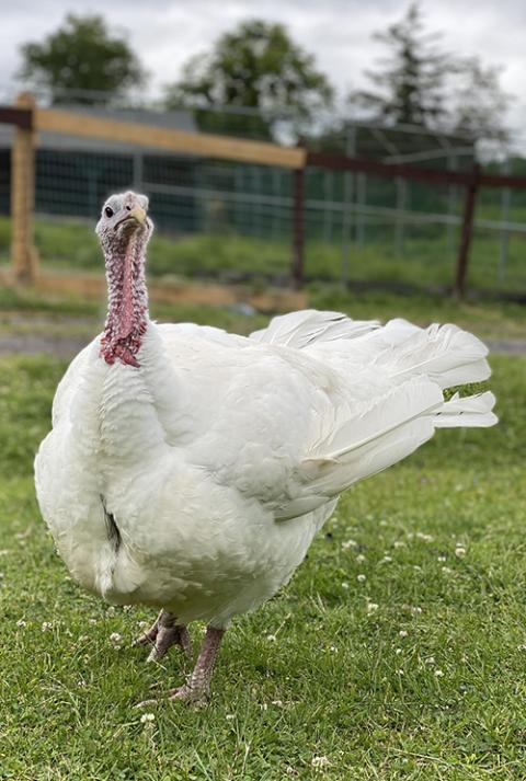 Michael the turkey lived at Catskill Animal Sanctuary in Saugerties, New York for more than seven years. Like so many others, she was a profoundly affectionate bird who proved to all who met her that there is no meaningful difference between the turkeys we consume and the companion animals who share our homes. (Courtesy of Catskill Animal Sanctuary)