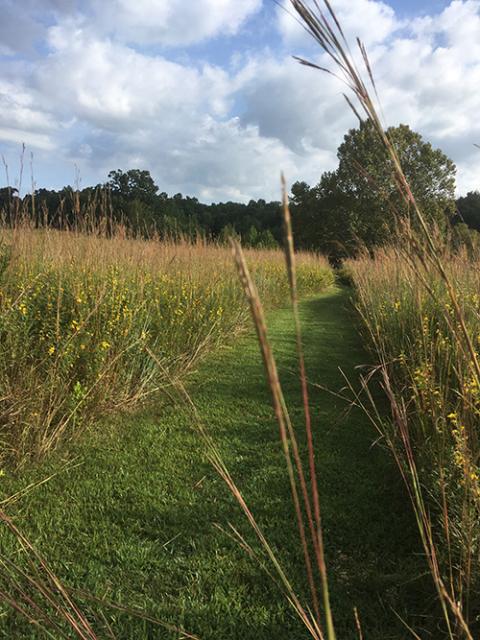 A path through a field at Loretto Motherhouse Farm (Susan Classen)