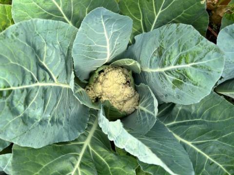 Vegetables grow in the polytunnel in the garden in Gardiner Street, Dublin, which students at the neighboring primary school use as an outdoor classroom. (Courtesy of the Jesuit Centre for Faith and Justice)