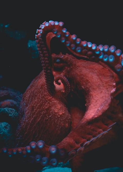 Octopuses have three hearts. They need all three to survive. (Unsplash/Sigmund)
