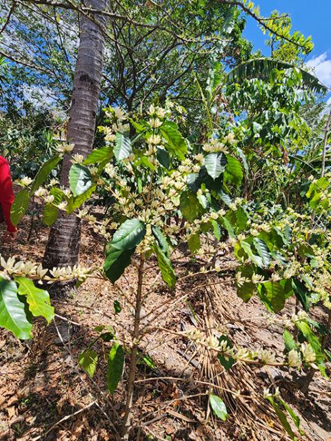 A coffee plant grows at the family farm of Wilfredo Hernandez, several hours down an unpaved road outside the town of Santa Ana, La Paz, in Honduras. Coffee is Honduras' largest export. (NCR photo/Brian Roewe)