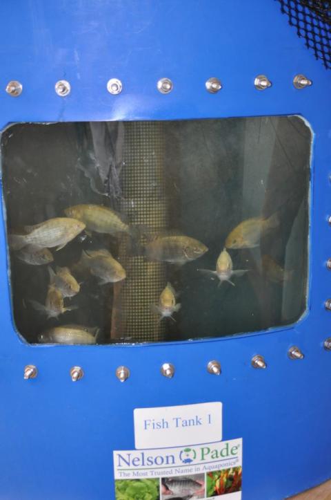 Blue tilapia are pictured in a fish tank in the aquaponics lab at Bishop Walsh School in Cumberland, Md., May 25, 2023. (OSV News photo/George P. Matysek Jr., Catholic Review)