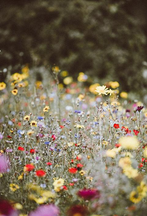 Wildflowers (Unsplash/Annie Spratt)