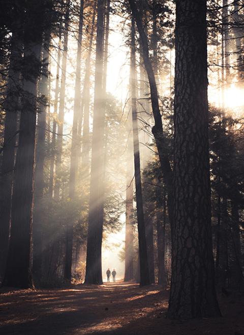 Morning sunlight, Yosemite Valley, United States (Unsplash/Casey Horner)