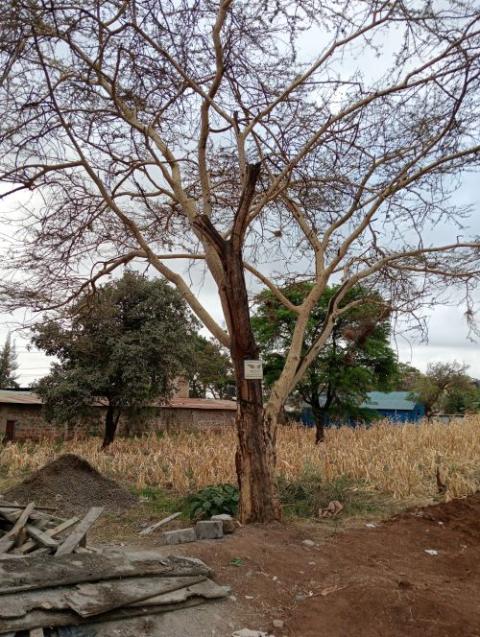 An acacia tree overlooks dry cropland in Turkana County in Kenya.