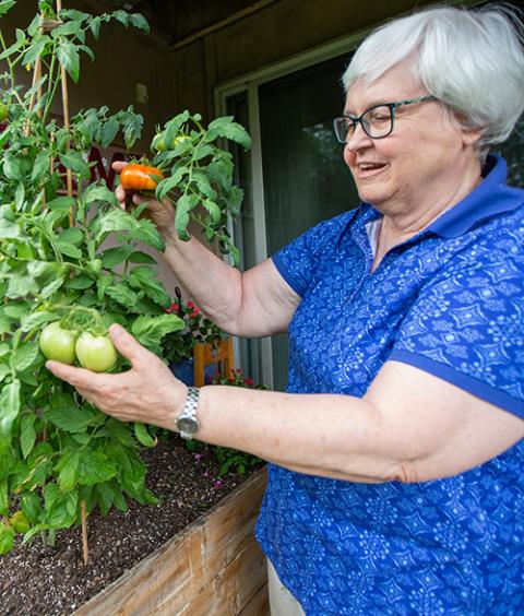 Sr. Kathleen Storms shows tomatoes grown in a raised garden bed made by her brother with recycled cedar planks at her apartment in West St. Paul, Minn., Aug. 17, 2022. (CNS/The Catholic Spirit/Dave Hrbacek)