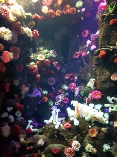 sea corals 