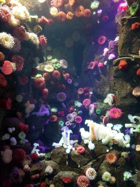 sea corals sea corals