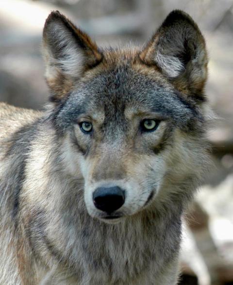 A wolf in Wyoming's Yellowstone National Park. (National Park Service/Jacob W. Frank via AP)