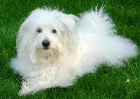 dog dog