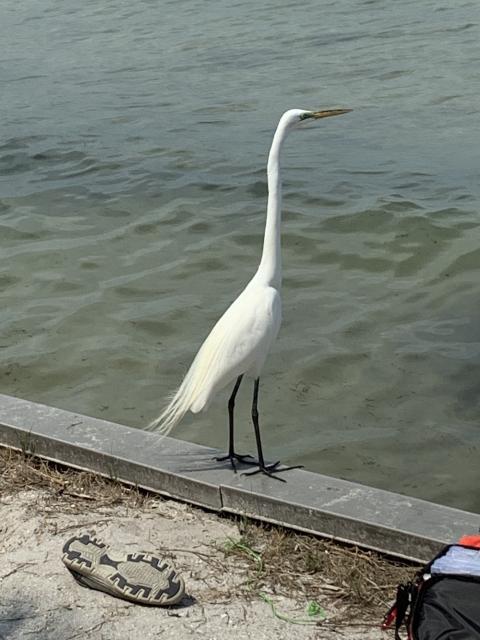 A heron by the water with a discarded sneaker A heron by the water with a discarded sneaker