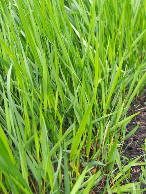 This hierochloë odorata was cultivated in Wrocław University Botanical Garden, Wrocław, Poland. The plant's scientific name means "fragrant holy grass." (Wikimedia Commons/Agnieszka Kwiecień, license: CC-BY 3.0)