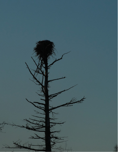 An eagle nest near the Enbridge Line 3 construction site in northern Minnesota (Photo by Mary Annette Pember, Indian Country Today) An eagle nest near the Enbridge Line 3 construction site in northern Minnesota (Photo by Mary Annette Pember, Indian Country Today)