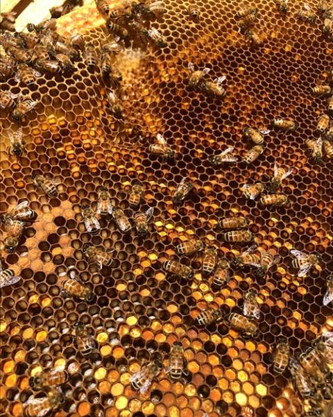 Honeybees store pollen inside the hive's comb. (Steven Salido Fisher)