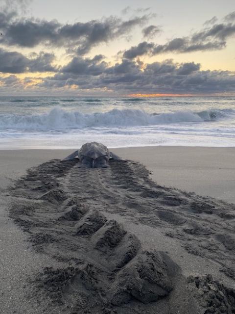 A leatherback sea turtle, "Dermochelys coriacea," returns to the water after nesting, May 7, 2014 (Ecological Associates Inc.)