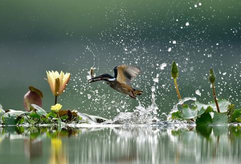 A kingfisher catches a fish in Guri, South Korea. A kingfisher catches a fish in Guri, South Korea.