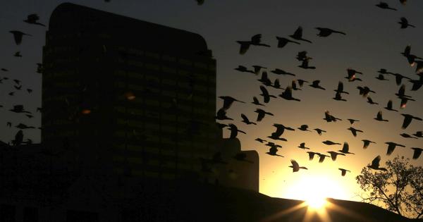 St. Francis Institute for Animals sets out to limit suffering for all God's creatures