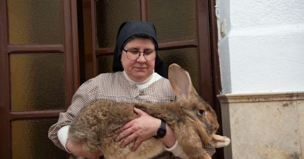 At a Spanish convent, nuns fight to preserve rare giant rabbit species