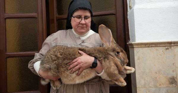 At a Spanish convent, nuns breed rare giant rabbit | National Catholic ...