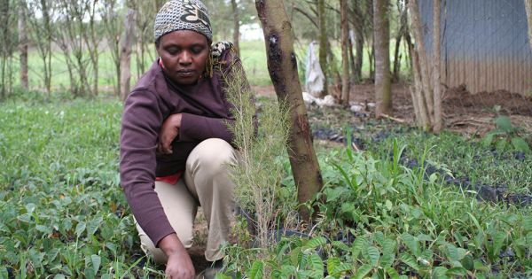 5,000 trees link Virginia parish with Kenyan farmers