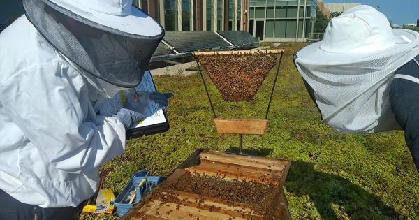 Catholic campuses use bees to teach sustainability and engage local ...