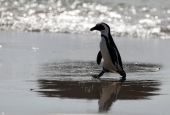 An endangered African penguin emerges from the water at Seaforth Beach, South Africa, Nov. 3, 2020. (CNS/Reuters/Sumaya Hisham)