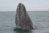 A gray whale is seen in the Alaska Maritime National Wildlife Refuge. (Wikimedia Commons/USFWS/Marc Webber)