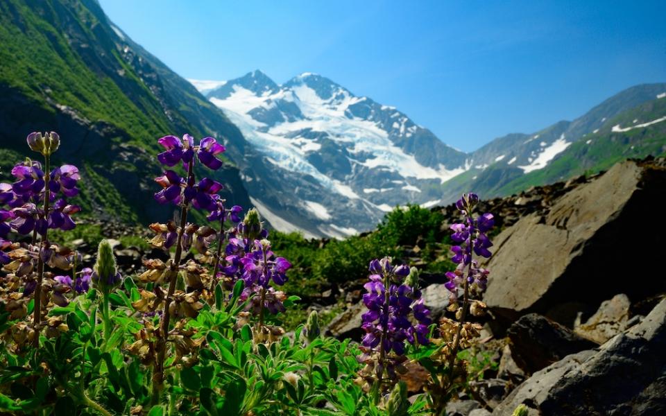 Colorful wildflowers frame the peak of Byron Glacier near Girwood, Alaska, July 3, 2019.  (CNS/Sam Lucero, The Compass)