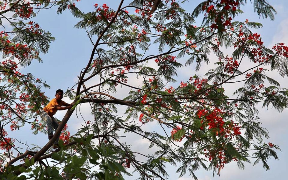 A child climbs on a royal poinciana tree to pluck new blossoms on Earth Day, April 22, 2020, in Dhaka, Bangladesh. (CNS/Reuters/Mohammad Ponir Hossain)