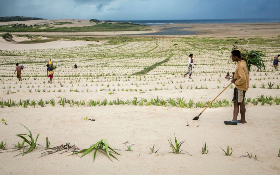 Community members plant sisal plants on sand dunes to stabilize them and keep them from blowing and moving. (CNS/Catholic Relief Services/Jim Stipe)