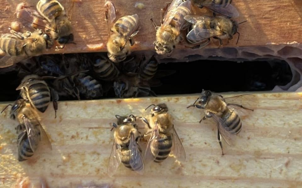 Honeybees emerge from the warmth of the hive to observe a beekeeper. (Charlie X. Constance)