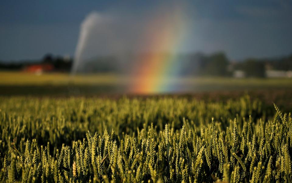 A rainbow is seen in late June as a wheat field is irrigated after authorities announced a drought risk for the summer in Sailly-lez-Cambrai, France. (CNS/Reuters/Pascal Rossignol)