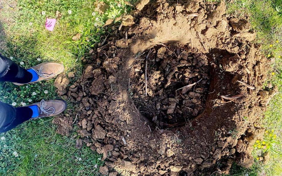 In May 2021, 76 trees were planted at St. Thomas More Academy in Washington D.C., through the Laudato Trees program and in partnership with local nonprofit Casey Trees. Later, 12 more were added to the campus. (St. Thomas More Academy/Gerald Smith)