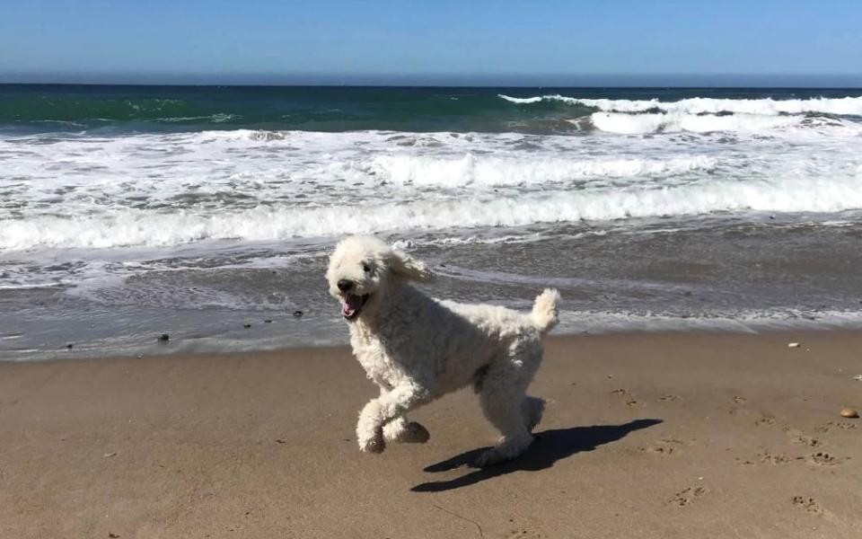 Charlie, Lucy Huh's poodle, plays on the beach