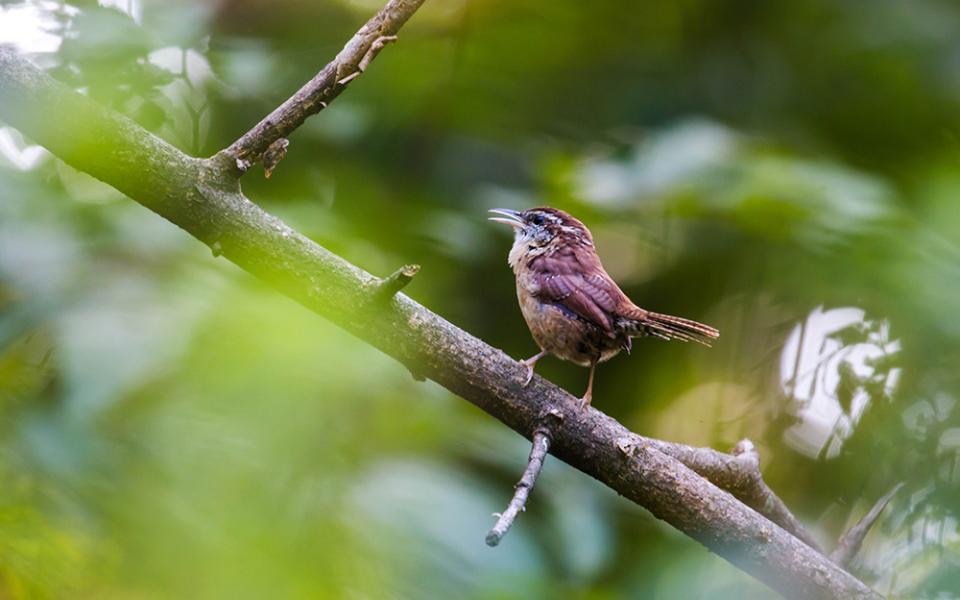 Carolina wren (Wikimedia Commons/Melissa McMasters)