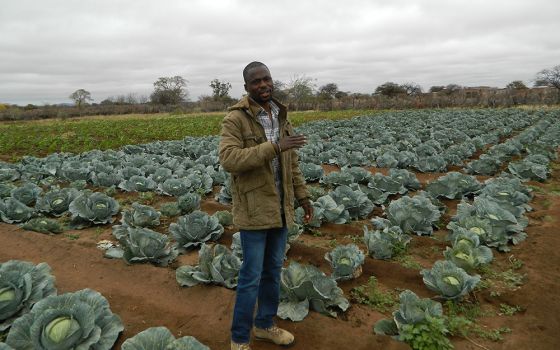 Oscar Singo stands in the field of cabbages he grows to feed his livestock, a technique he learned at a Catholic Church-run farmer training center. (Tawanda Karombo)