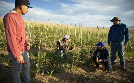 A migrant worker teaches seminarians how to prune young apple trees at an orchard in Prosser, Washington, May 29, 2018, as the seminarians began their first day in a migrant ministry program.
