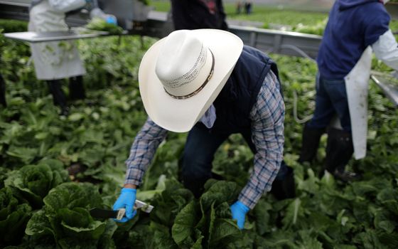 Migrant farmworkers harvest romaine lettuce April 17, 2017, in King City, California. (CNS/Reuters/Lucy Nicholson)