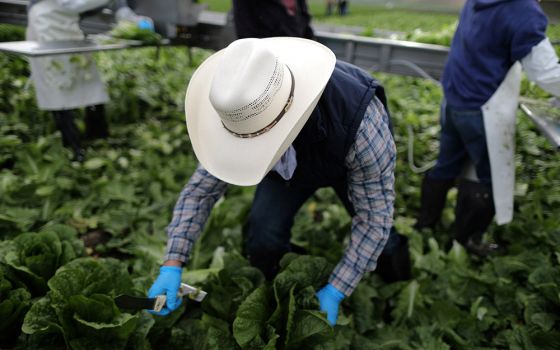 Migrant farmworkers harvest romaine lettuce in King City, California, April 17, 2017. (CNS/Reuters/Lucy Nicholson)