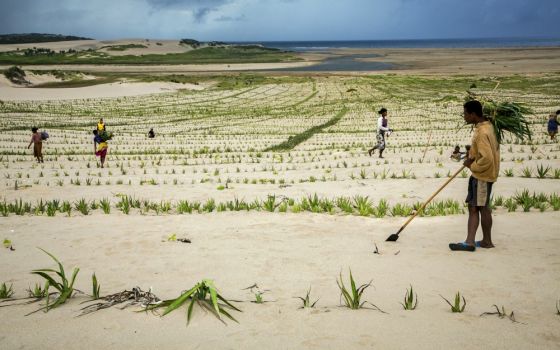 Community members plant sisal on sand dunes to stabilize them and keep them from blowing and moving onto farmland near the village of Anjongo, Madagascar, March 22, 2019. (CNS/Catholic Relief Services/Jim Stipe)