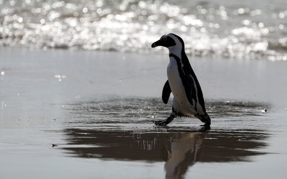 An endangered African penguin emerges from the water at Seaforth Beach, South Africa, Nov. 3, 2020. (CNS/Reuters/Sumaya Hisham)