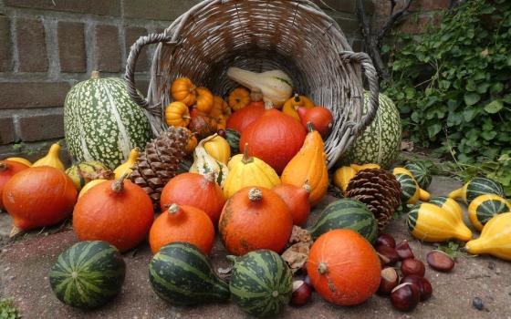 Basket of pumpkins and squash
