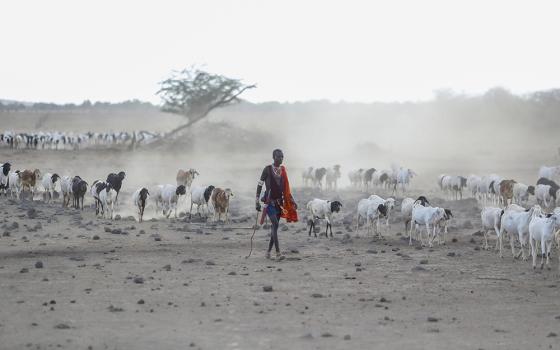 A Maasai man walks with his livestock in search of grassland for them to graze on Nov. 9 at Ilangeruani village, near Lake Magadi, in Kajiado County, Kenya. Parts of Kenya have experienced four consecutive seasons with inadequate rain in the past two years, with dire effects for people and animals, including livestock. (AP/Brian Inganga)