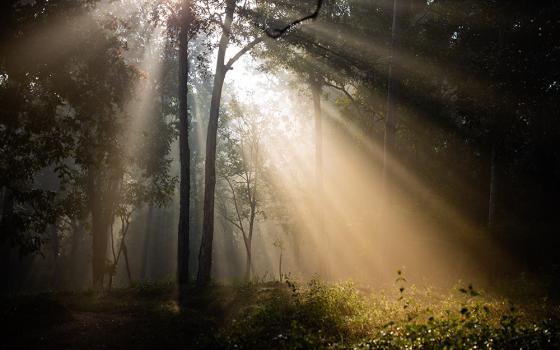 Sunlight streaming through trees (Unsplash/Syed Ali)