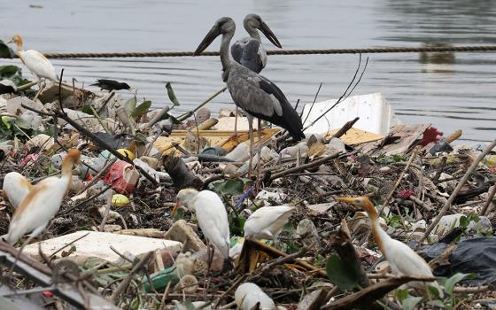 Birds search for food on trash collected by a log boom on a river in Klang, Malaysia, on World Environment Day, June 5, 2020. The theme of World Environment Day 2020 was "Celebrate Biodiversity." (CNS/Reuters/Lim Huey Teng)