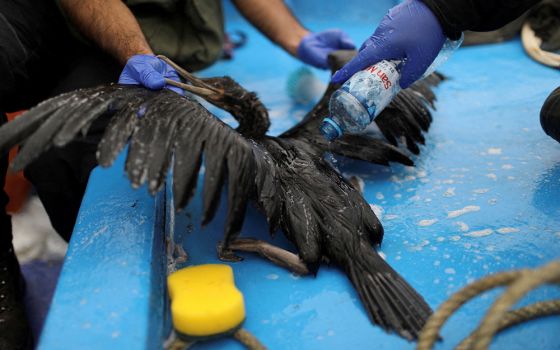 Biologists from the National Service of Protected Natural Areas work on a bird Jan. 21, in Ancon, Peru, affected by an oil spill near Lima. (CNS/Reuters/Pilar Olivares)