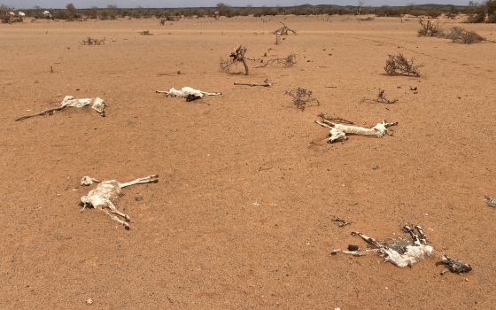Livestock carcasses lie in the new Qurdubay internally displaced people's camp in the drought-stricken region of Dolow, Somalia, April 13, 2022. (CNS photo/Miriam Donohoe, Trócaire)